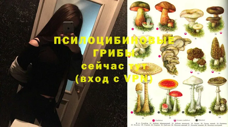 МЕГА зеркало  Шелехов  darknet как зайти  Псилоцибиновые грибы Magic Shrooms 